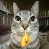 faiz_0011