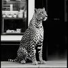 nawal_zein