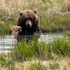 kmetthebear