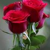 samayya.yasir