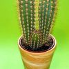 cactusromantic