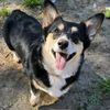 corgi__dad912