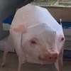 timtamtom69
