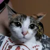 nekobiyori.1977