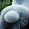 cat___rabbit___777