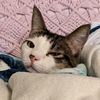 eriiicat