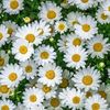 primula_17