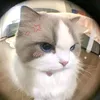 saniayhy