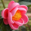 hoahaiduong56789