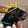 doberprinceblackdiamond
