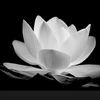 p.thao1803