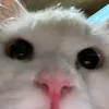 injilart