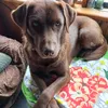 antonina_19601