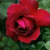 svetlana19574