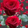 chwaqas0921