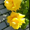 mar_wa29