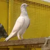 azmatsipra1
