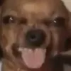pautatocheese