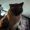 frankyforlorn