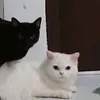 z0ezeezy0
