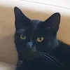thehumblekitty