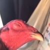 whyhate_chicken
