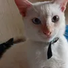 jhenzeus1