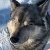 bestwolfbuddy
