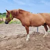 mel_len_osk_fr_ott