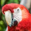 mr.parrot55