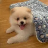 mochlbear
