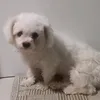 nhoccodon88