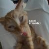 localfriends.id
