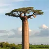 krutoi_baobab_123