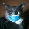 perfectcats