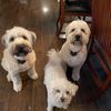 murphymaizywheatens