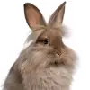 svopacan