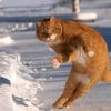 mangansegokucing