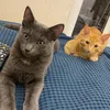 sammy_and_emily_kitty
