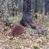 evgeha_461
