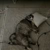 elham_k7