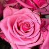 xandra.rline