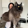 Zeus.mainecoon.official