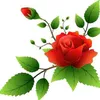 whiteroseandrose14