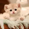 zbt_hdbn