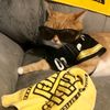 steelersaurusrex