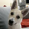 shellynabs