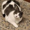 littlekatpurr