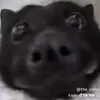 moonberryanimationss