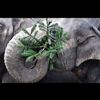 anonymouselephant333